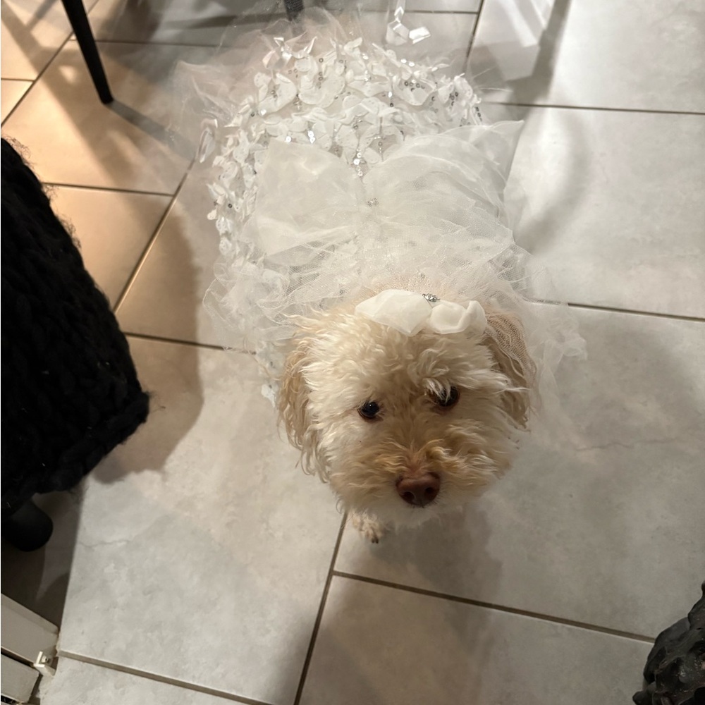 Top Paw White Floral Dog Dress